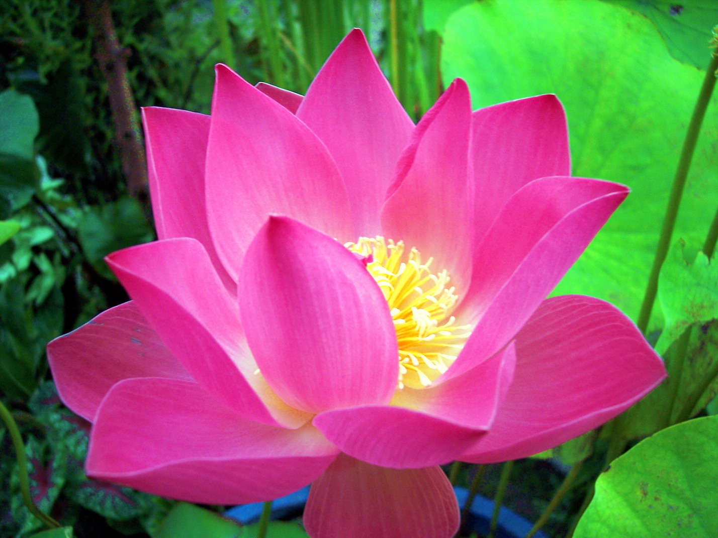 Lotus Rindu Puisi Cinta Valentine Dan Imlek